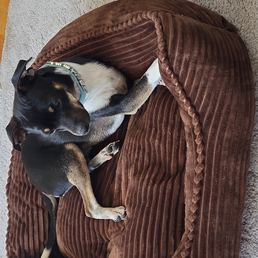 Dog bed - Picture 8 of 9